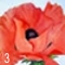 ks06.JPG (14818 Byte)